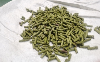 鋸末顆粒一噸能賺多少？顆粒機(jī)廠家給你算了一筆賬